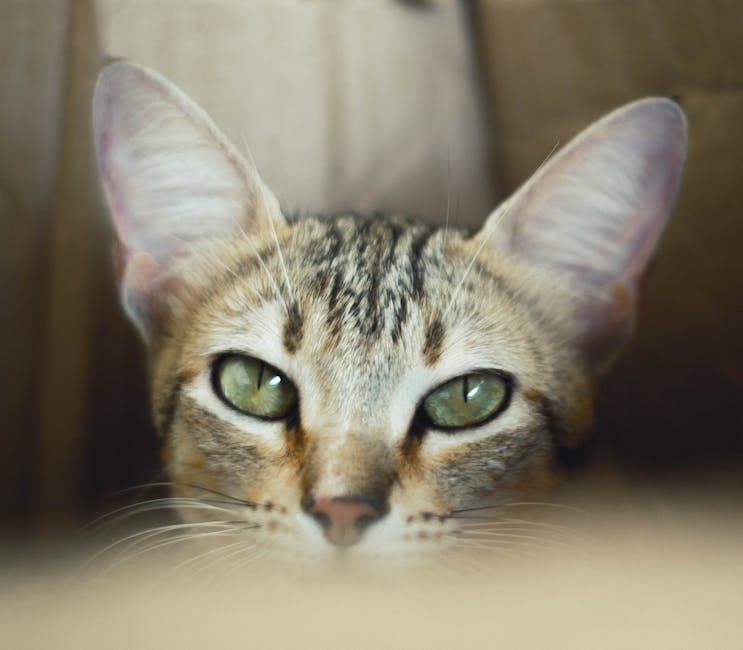 滅蚤公司──席捲蟲害,守護您的家園